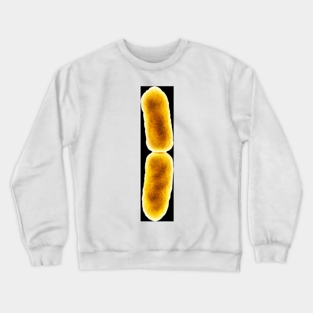 E. coli bacterium dividing, SEM (C048/1466) Crewneck Sweatshirt by SciencePhoto